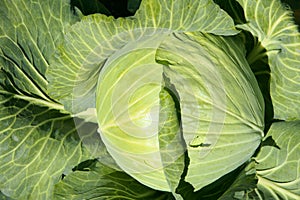 Cabbage