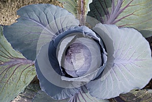 Cabbage