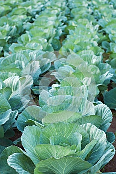 Cabbage