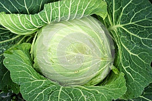 Cabbage