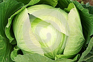 Cabbage