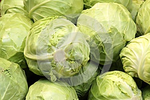 Cabbage