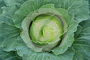 Cabbage