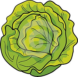 Cabbage