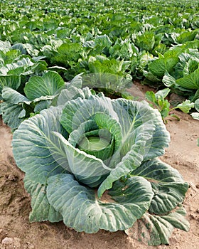 Cabbage