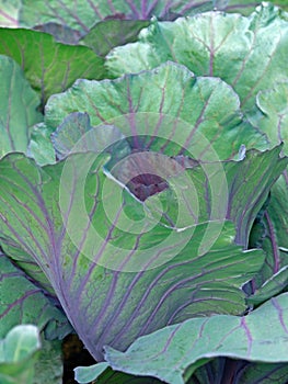 Cabbage