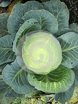 Cabbage