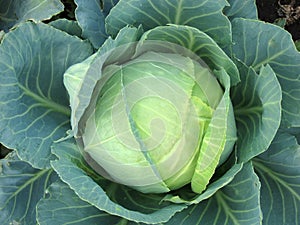 Cabbage