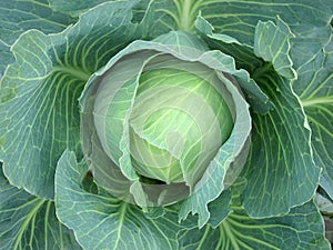 Cabbage