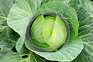 Cabbage