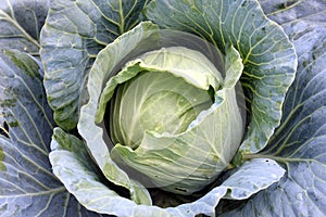 Cabbage