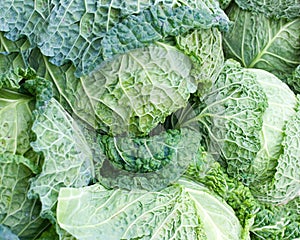 Cabbage