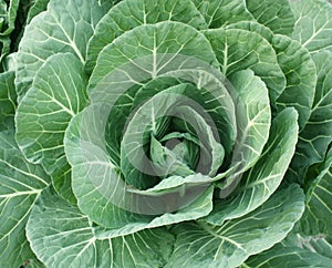 Cabbage