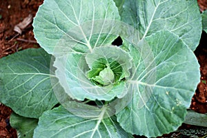 Cabbage