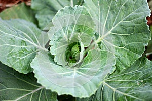 Cabbage