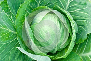 Cabbage