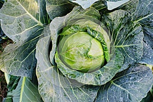 Cabbage agriculture field