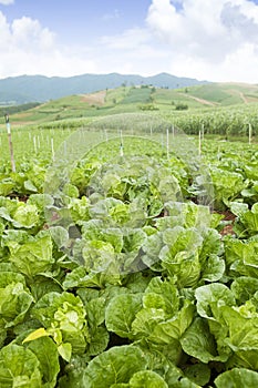 Cabbage on an agriculture field