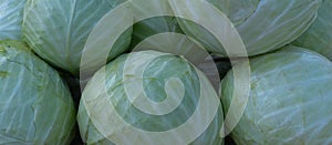 Cabbage as background and texture photo
