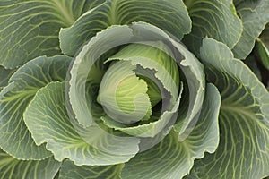 Cabbage as background, top view. Harvesting time