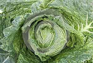 Cabbage background