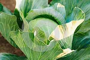 Cabbage background. Fresh cabbage from farm field. Vegetarian food concept. Organic cultivation. Home gardening. Vegetable farming