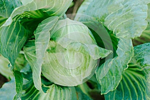 Cabbage background. Fresh cabbage from farm field. Vegetarian food concept. Organic cultivation. Home gardening. Vegetable farming