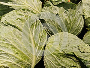 Cabbage background. Fresh cabbage from farm field. Close up macro view of green cabbages. Vegetarian food