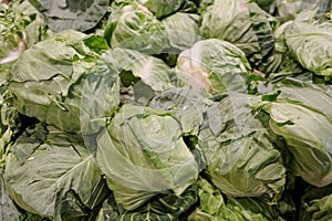 Cabbage background. Fresh cabbage from farm field. Close up macro view of green cabbages. Vegetarian food concept