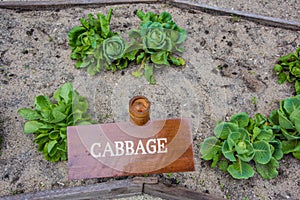 Cabbage in the backyard garden