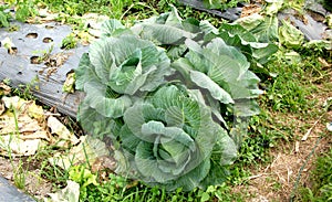 Cabbage Before Being Harvested by the Farmer