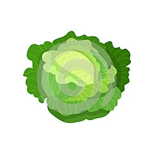 Cabbage with big bright green leaves. Fresh and healthy food. Vegetarian nutrition. Organic ingredient for salad. Flat