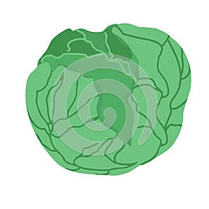 Cabbage with big bright green leaves. Fresh and healthy food. Vegetarian nutrition. Organic ingredient for salad. Flat