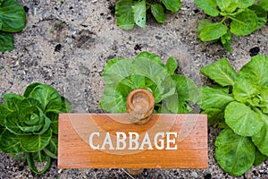 Cabbage board in the garden