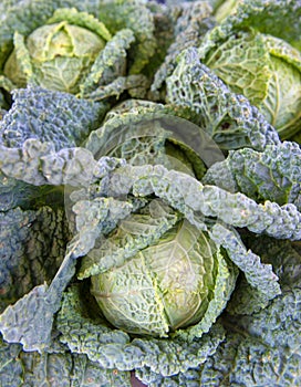 Cabbage or Brassica oleracea capitata, Black Cabbage, Borecole, broccoli