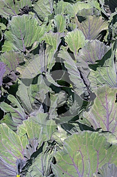 Cabbage Capitate Group Integer