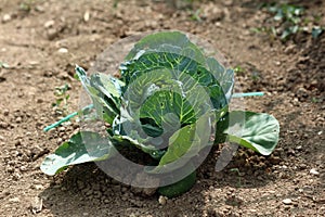 Cabbage Brassica oleracea head with damaged leaves in vegetable bed