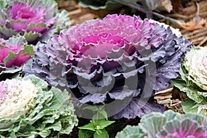 Cabbage (brassica oleracea)