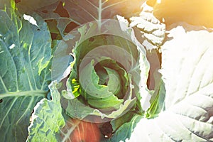 Cabbage in bright sunlight. Concept of natural products. ecologically products.