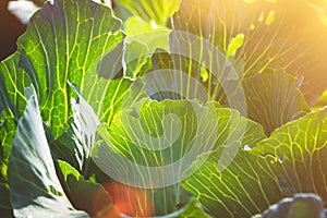 Cabbage in bright sunlight. Concept of natural products. ecologically products.