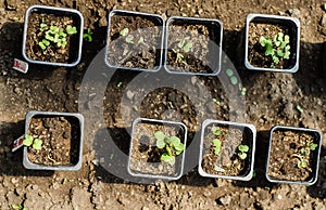Cabbage and broccoli seedlings