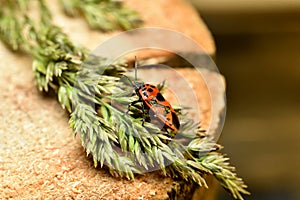 Red cabbage bug on a tree.