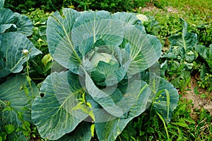 Cabbage bush with large green leaves and ovary in the garden