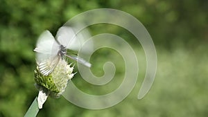 Cabbage butterflies drink onion nectar in garden