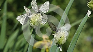 Cabbage butterflies drink onion nectar in garden