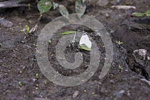 Cabbage Butterflies on Dung   802737