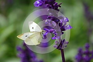 Cabbage butterfly