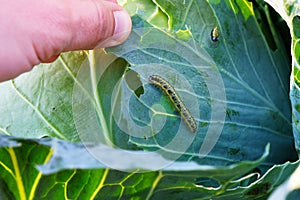 Cabbage butterfly caterpillar eats cabbage leaves close-up, harmful insects, pest control