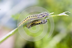 Cabbage butterfly caterpillars eating broccoli leaves photo