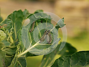 Cabbage butterfly caterpillars eating fresh cabbage leaves